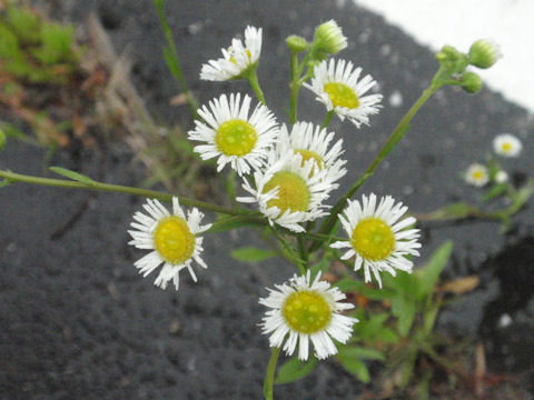 f:id:chuumeikun:20160608022156j:plain