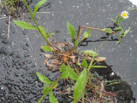 f:id:chuumeikun:20160608022222j:plain