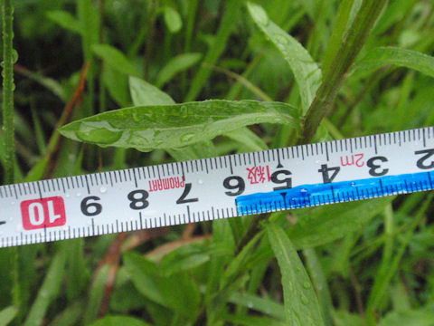 f:id:chuumeikun:20160608022245j:plain