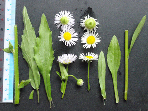 f:id:chuumeikun:20160608022505j:plain