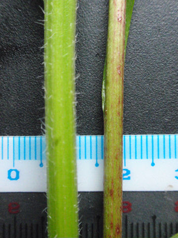 f:id:chuumeikun:20160608022604j:plain