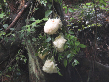 f:id:chuumeikun:20160608023212j:plain