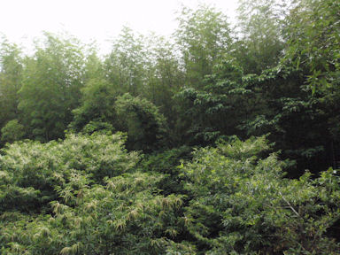 f:id:chuumeikun:20160608024207j:plain