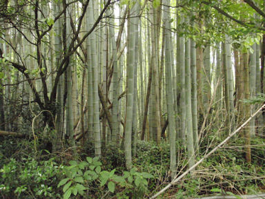 f:id:chuumeikun:20160608024224j:plain