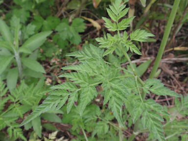 f:id:chuumeikun:20160611024533j:plain