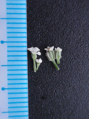 f:id:chuumeikun:20160611024829j:plain