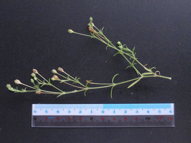 f:id:chuumeikun:20160612004544j:plain