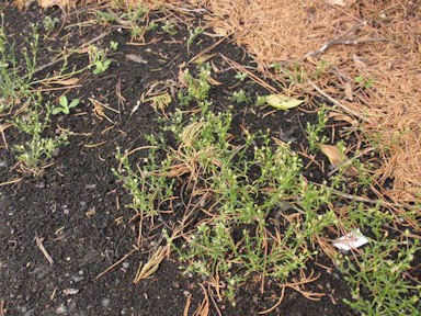 f:id:chuumeikun:20160612004613j:plain