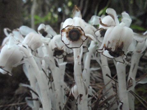 f:id:chuumeikun:20160612005639j:plain