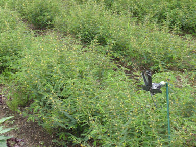 f:id:chuumeikun:20160720005724j:plain f:id:chuumeikun:20160720005724j:plain