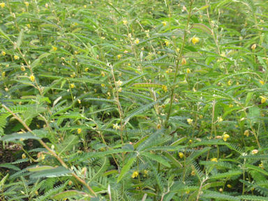 f:id:chuumeikun:20160720005741j:plain f:id:chuumeikun:20160720005741j:plain