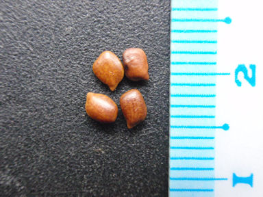 f:id:chuumeikun:20160720005836j:plain f:id:chuumeikun:20160720005836j:plain