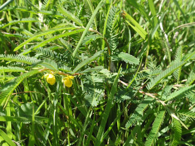 f:id:chuumeikun:20160720005950j:plain f:id:chuumeikun:20160720005950j:plain