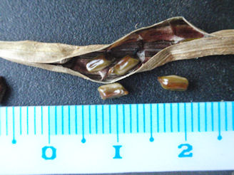 f:id:chuumeikun:20160720010038j:plain f:id:chuumeikun:20160720010038j:plain