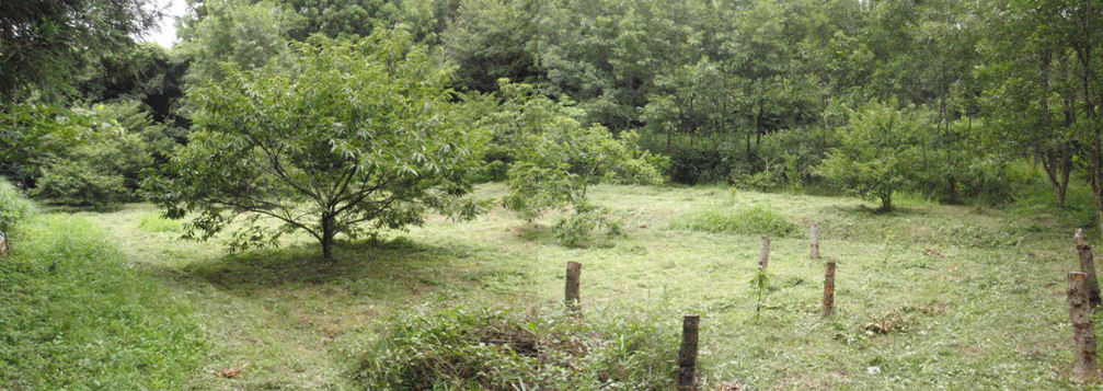 f:id:chuumeikun:20160720010056j:plain f:id:chuumeikun:20160720010056j:plain