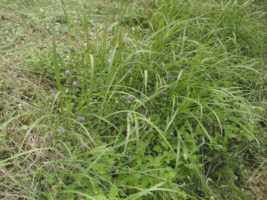 f:id:chuumeikun:20160720010119j:plain f:id:chuumeikun:20160720010119j:plain