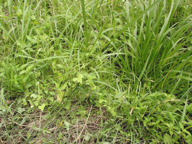 f:id:chuumeikun:20160720010141j:plain f:id:chuumeikun:20160720010141j:plain