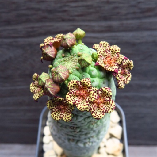 仏頭玉　ダブルヘッド 仏頭玉 ダブルヘッド Larryleachia cactiformis / ラリレアキア