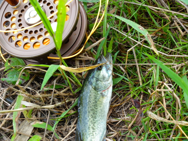 f:id:cippillo:20130801210032j:plain f:id:cippillo:20130801210032j:plain