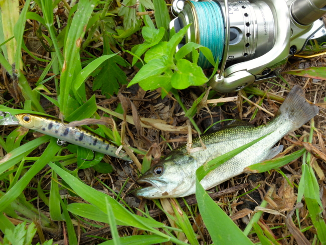 f:id:cippillo:20130801210033j:plain f:id:cippillo:20130801210033j:plain