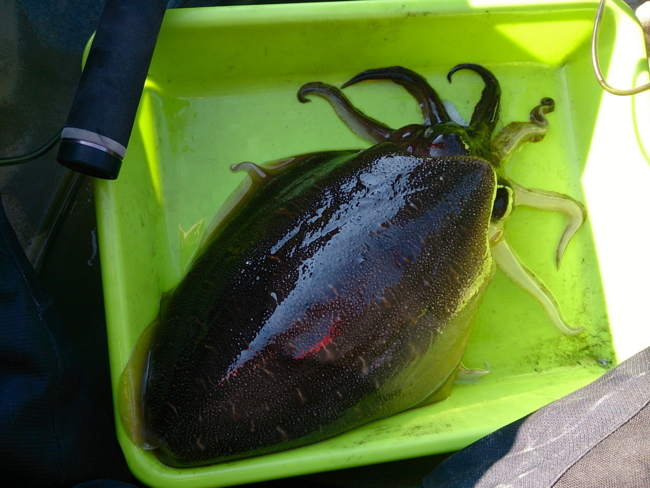 f:id:cippillo:20131206095730j:plain