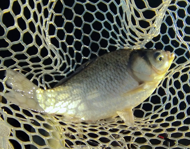 f:id:cippillo:20131219153401j:plain