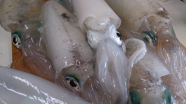 f:id:cippillo:20131219153408j:plain