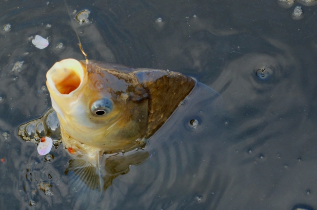 f:id:cippillo:20140415105501j:plain f:id:cippillo:20140415105501j:plain