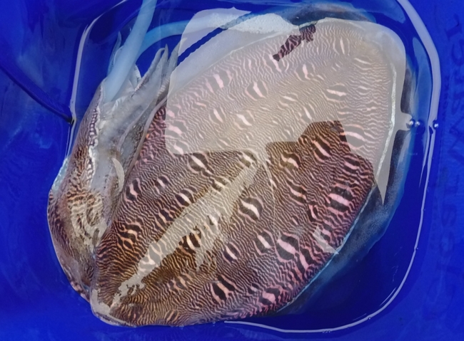 f:id:cippillo:20140515180635j:plain