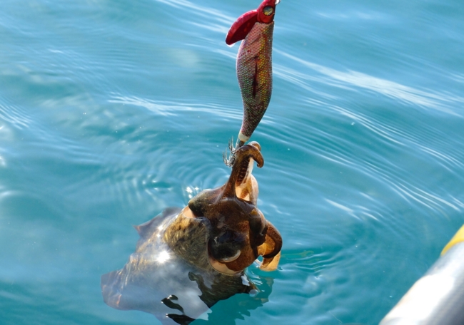 f:id:cippillo:20140611160729j:plain f:id:cippillo:20140611160729j:plain