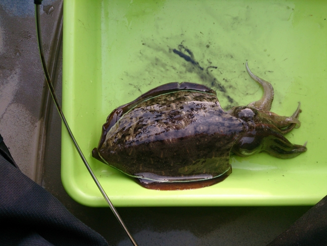 f:id:cippillo:20140611160737j:plain f:id:cippillo:20140611160737j:plain