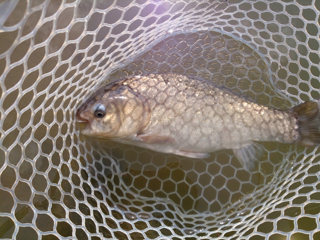 f:id:cippillo:20140611160743j:plain f:id:cippillo:20140611160743j:plain