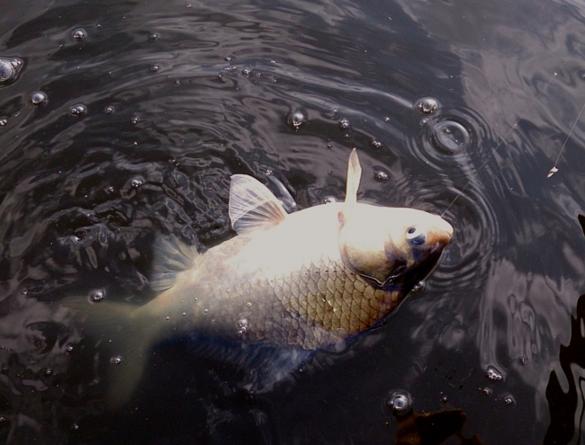 f:id:cippillo:20140611160753j:plain f:id:cippillo:20140611160753j:plain