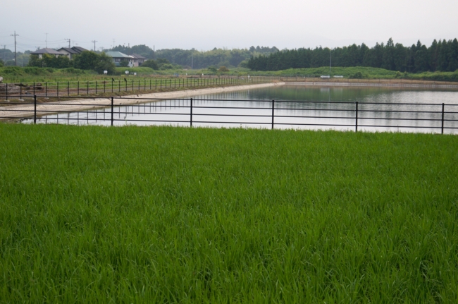 f:id:cippillo:20140629081051j:plain