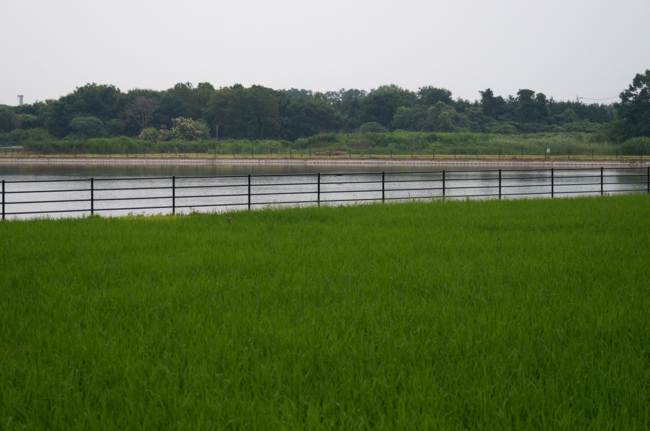 f:id:cippillo:20140629081052j:plain