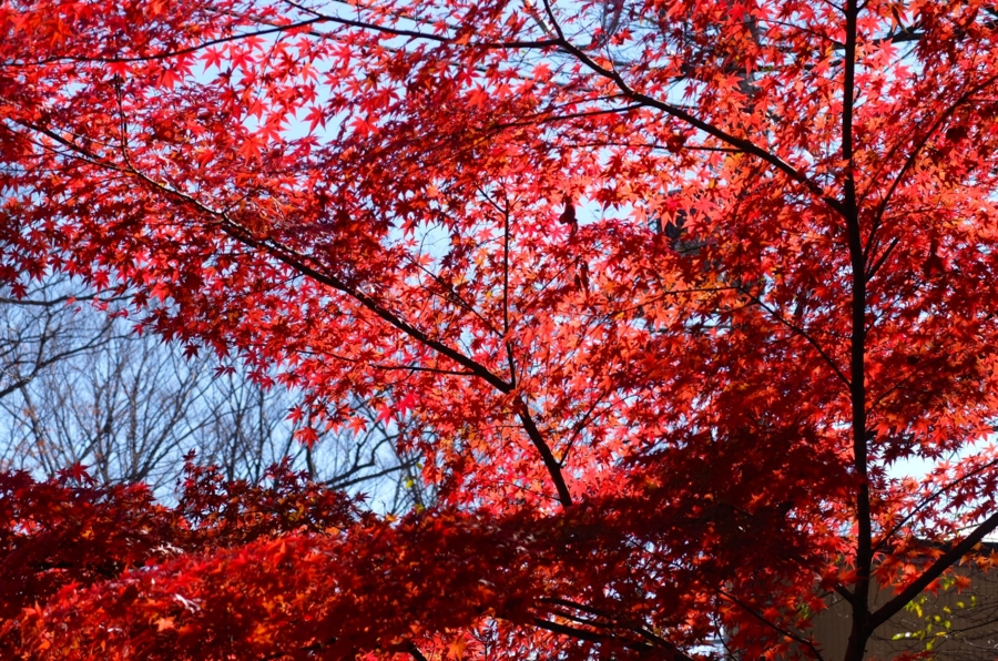 f:id:cippillo:20150204074550j:plain f:id:cippillo:20150204074550j:plain