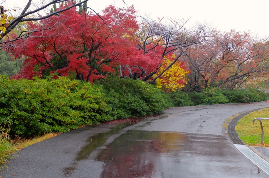 f:id:cippillo:20150320083622j:plain