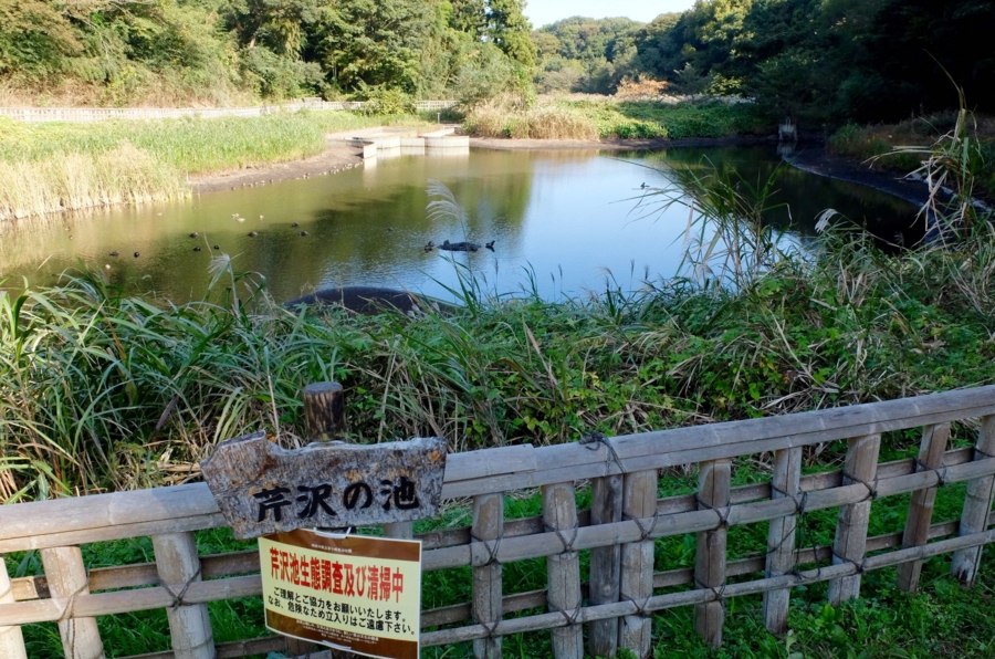 芹沢の池（神奈川県茅ヶ崎） 水辺遍路