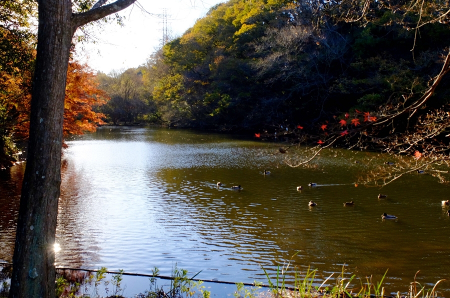水道秋聖　「千野の池」 夕暮れの道──苫小牧市緑ヶ丘公園・金太郎の池」 | MICHI-FAN GUIDE