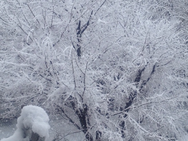 f:id:circax:20141124122639j:plain f:id:circax:20141124122639j:plain