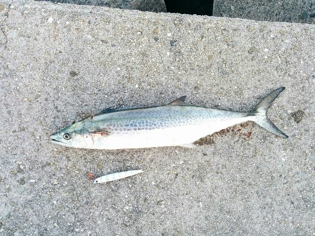 f:id:cloudfish:20150921233911j:image f:id:cloudfish:20150921233911j:image