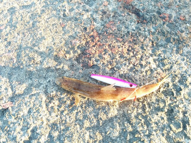 f:id:cloudfish:20151103184620j:image f:id:cloudfish:20151103184620j:image