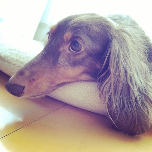 f:id:cocoapoco:20140909120759j:plain f:id:cocoapoco:20140909120759j:plain
