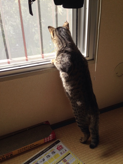 f:id:cocomatie:20150302103243j:plain f:id:cocomatie:20150302103243j:plain
