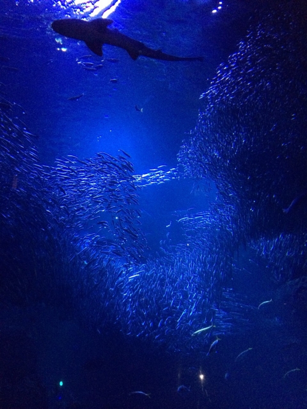 えのすい新江ノ島水族館