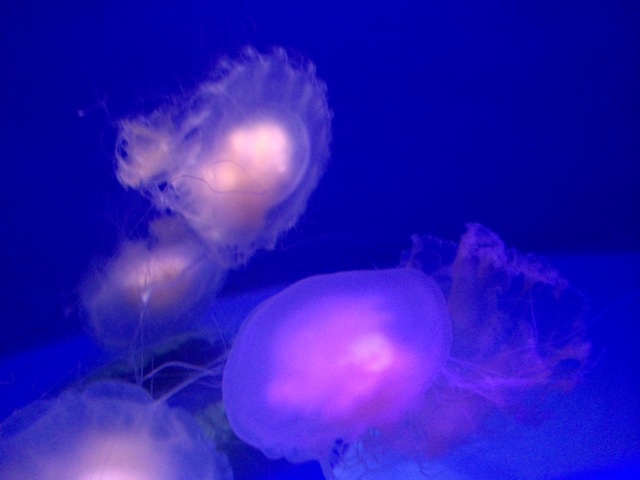 えのすい新江ノ島水族館