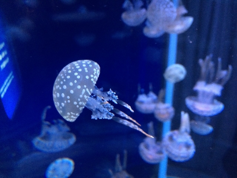 えのすい新江ノ島水族館