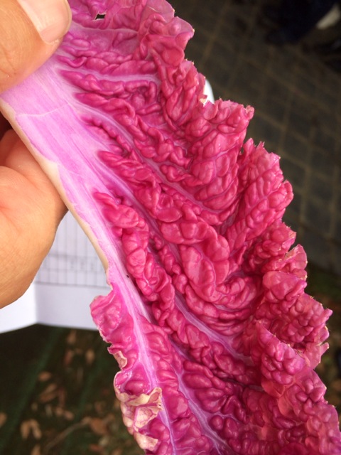 茅ヶ崎伊右衛門農園