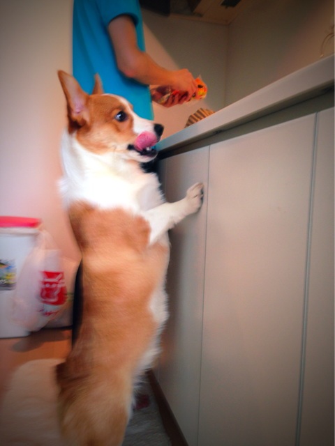 f:id:colopon:20131209182311j:plain