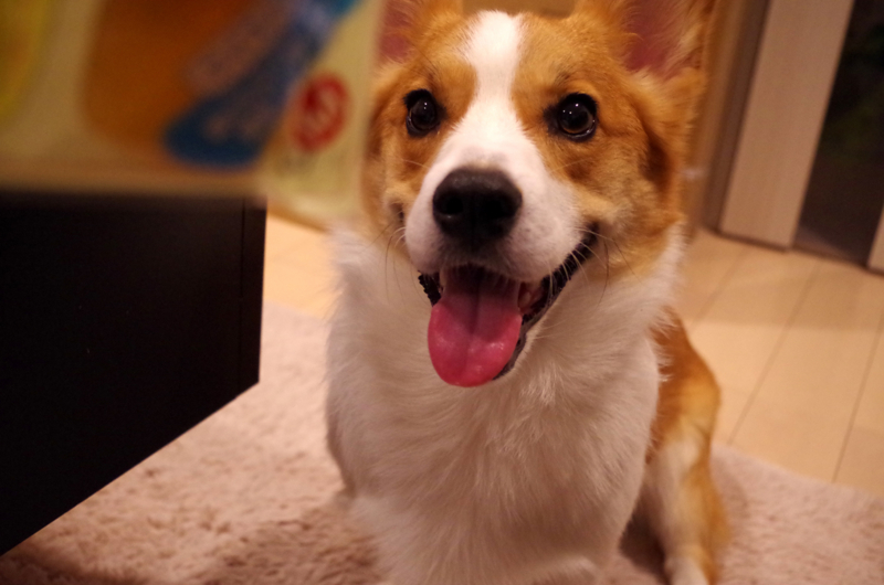 f:id:colopon:20140515203427j:plain